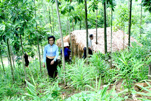 Người dân xã Đồng Chum (Đà Bắc) được quan tâmphát triển các loại cây trồng mới tăng thu nhập cho gia đình.
